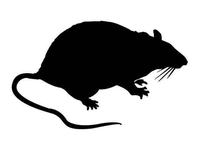 Image result for rats shilliotte